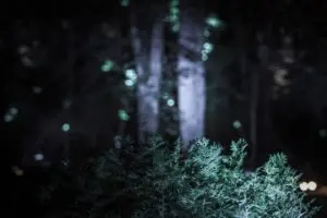 Raadi Malestukontserdi F Kristjan Haan 005